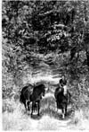Horses