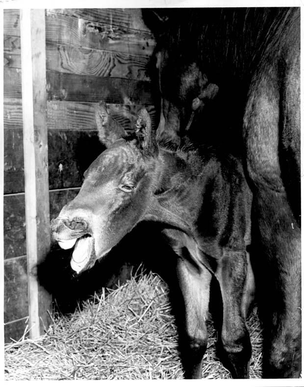 Horses