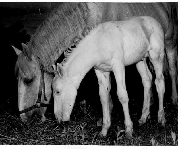 Horses