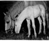 Horses