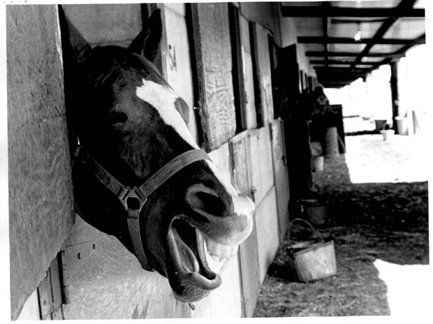 Horses