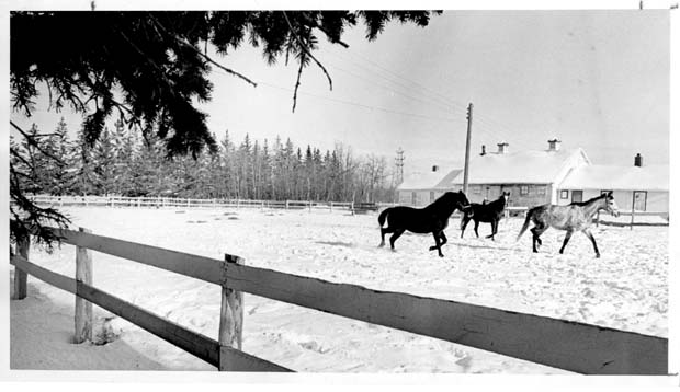Horses