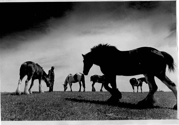 Horses