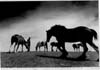 Horses
