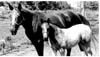 Horses