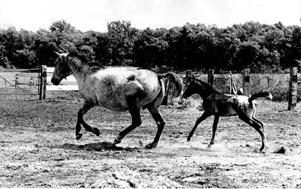 Horses