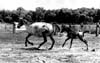 Horses