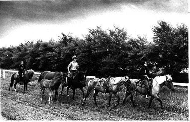 Horses