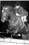 Horses