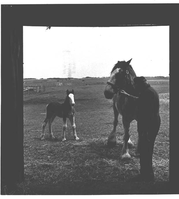 Horses