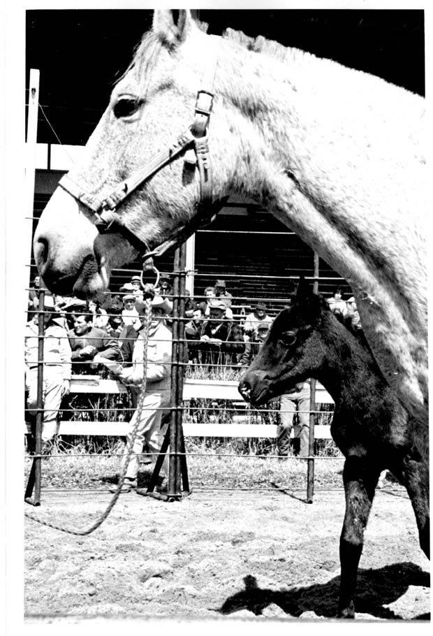 Horses