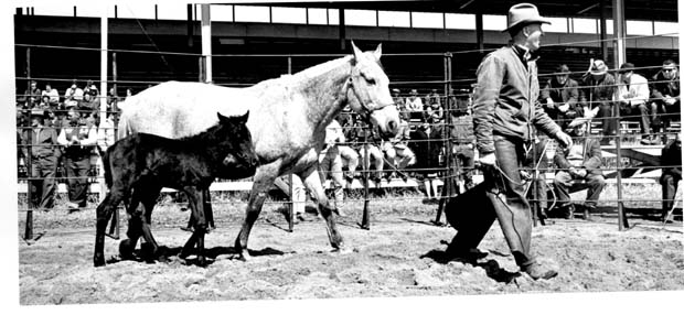 Horses