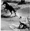 Horses