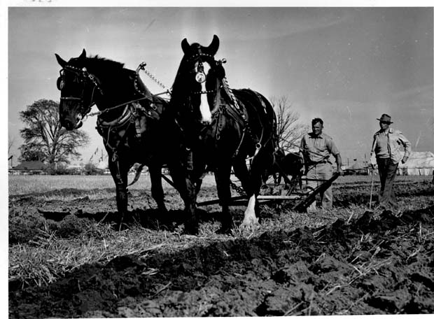 Horses