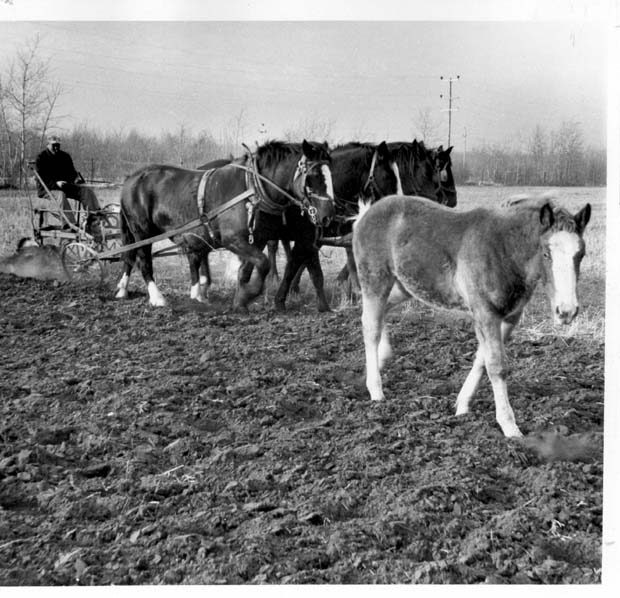 Horses