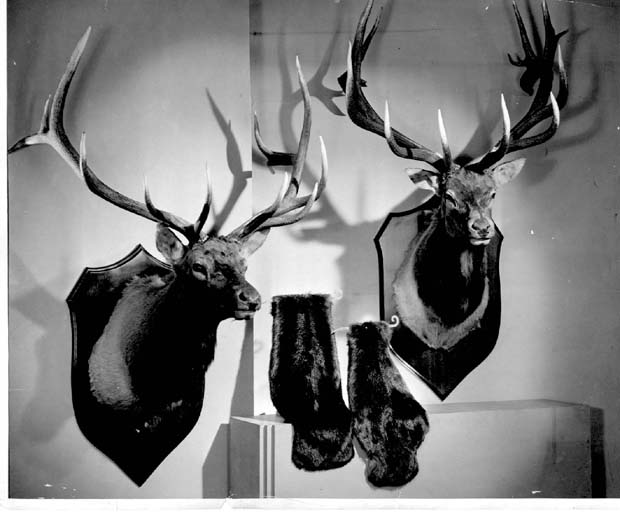 Hudson's Bay Co