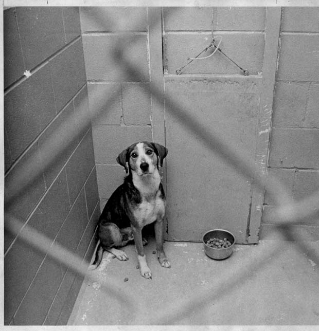 Humane Society