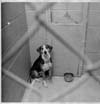 Humane Society