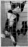 Humane Society
