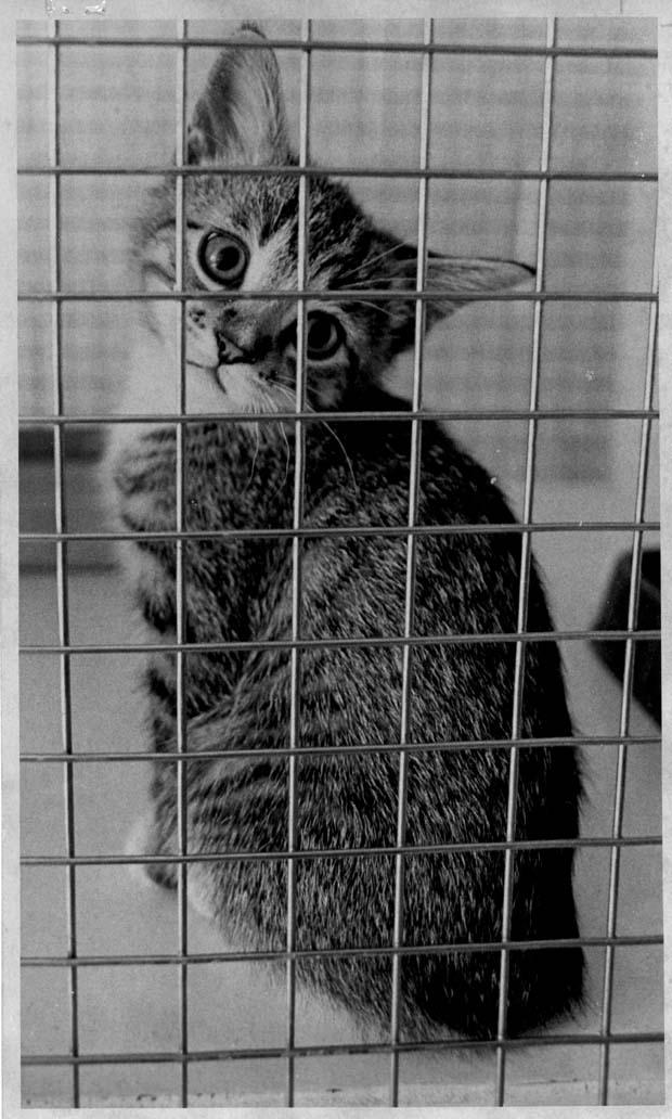 Humane Society