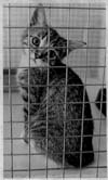 Humane Society