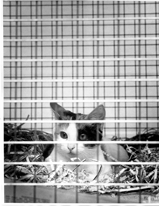 Humane Society