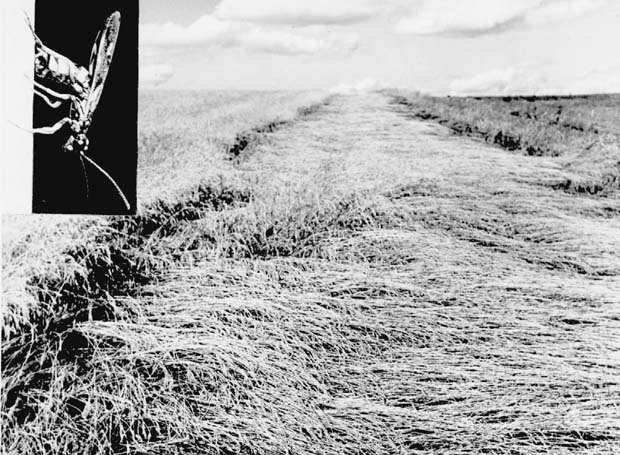 Insects