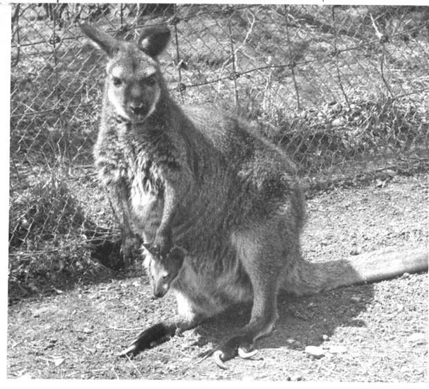 Kangaroos