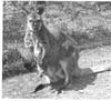 Kangaroos