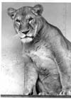 Lions, Tigers and Big Cats