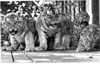 Lions, Tigers and Big Cats
