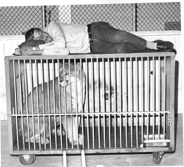 Lions, Tigers and Big Cats