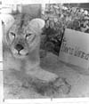 Lions, Tigers and Big Cats