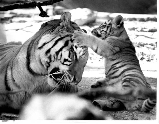 Lions, Tigers and Big Cats