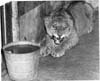 Lions, Tigers and Big Cats