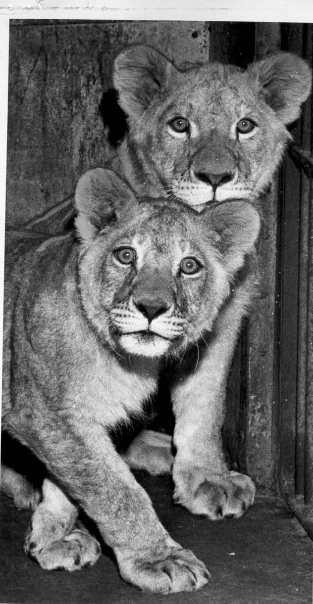 Lions, Tigers and Big Cats