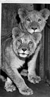 Lions, Tigers and Big Cats