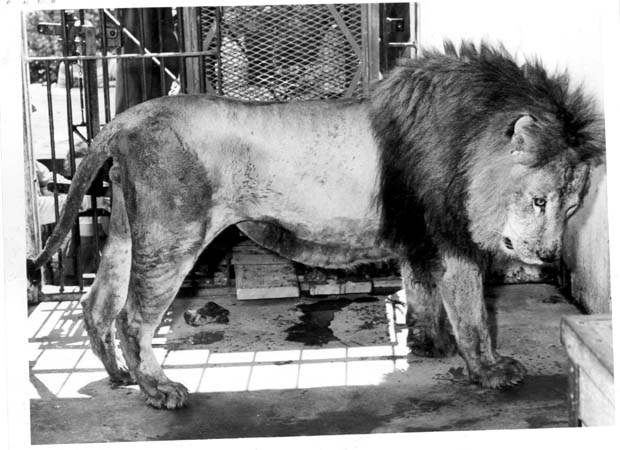 Lions, Tigers and Big Cats