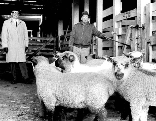 Livestock
