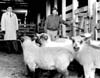 Livestock