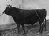 Livestock