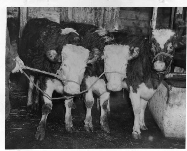 Livestock