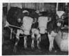 Livestock
