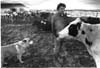 Livestock