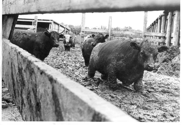 Livestock