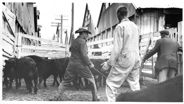 Livestock
