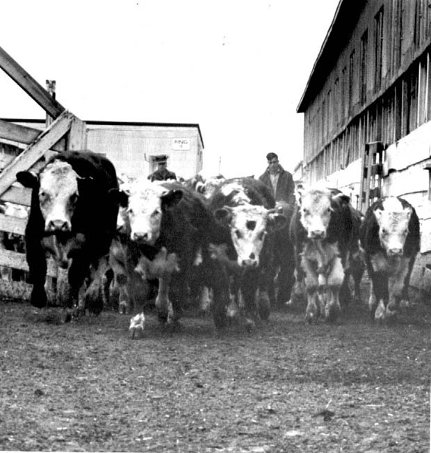 Livestock