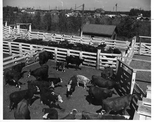 Livestock