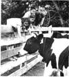 Livestock