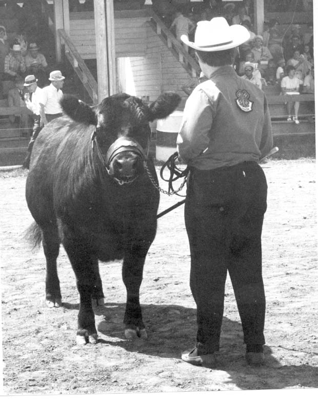 Livestock